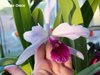 laelia purpurana
